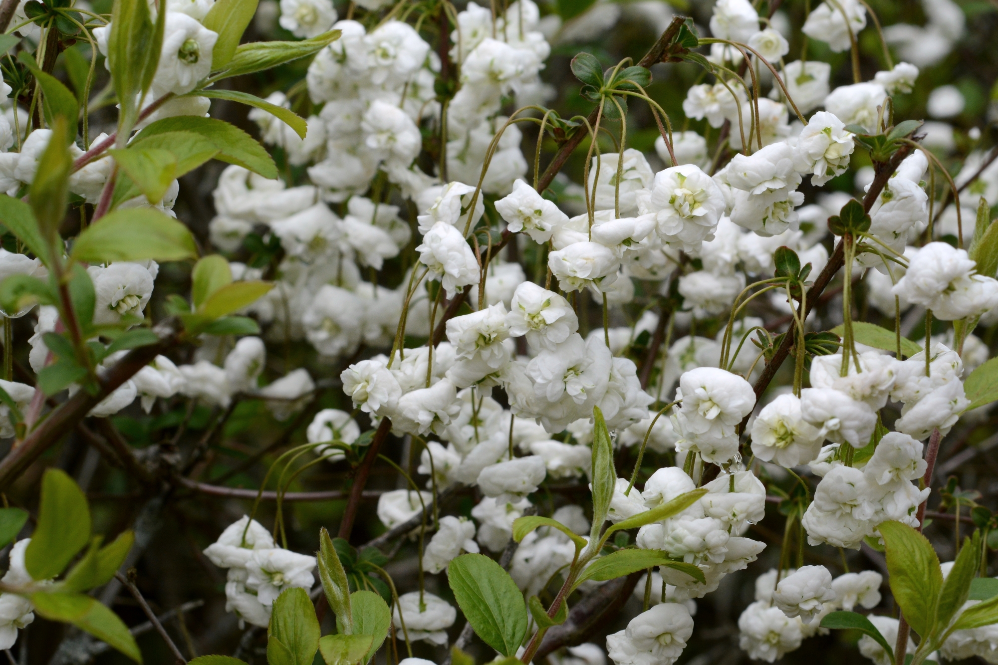 シジミバナの特徴と育て方とは 剪定の時期や方法を確認しよう ミツモア
