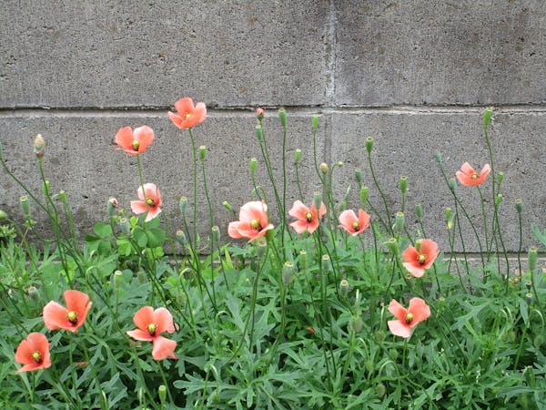 ナガミヒナゲシに要注意 毒性や駆除方法について解説 ミツモア ナガミヒナゲシに要注意 毒性や駆除方法について解説 ミツモア
