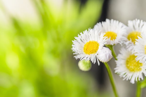 ヒメジョオンの花