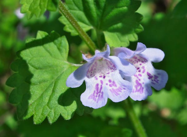 カキドオシの花