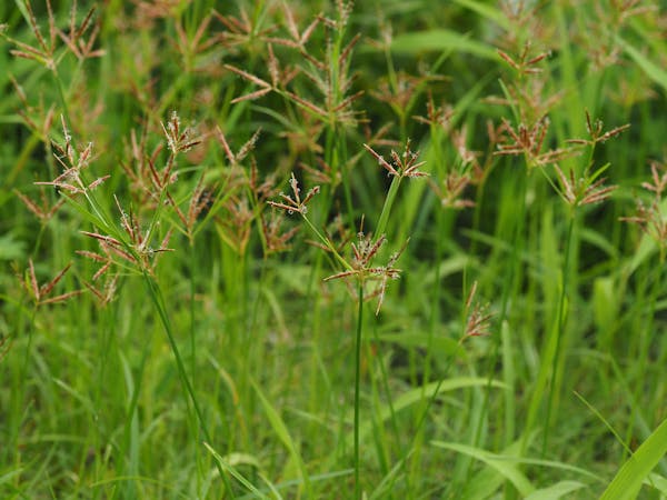 芝生に生えた雑草は放置ng 雑草の種類と除草方法まとめ ミツモア 芝生に生えた雑草は放置ng 雑草の種類と除草方法まとめ ミツモア