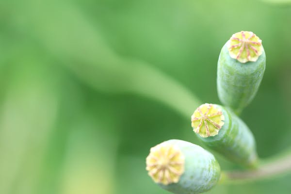 ナガミヒナゲシに要注意 毒性や駆除方法について解説 ミツモア ナガミヒナゲシに要注意 毒性や駆除方法について解説 ミツモア