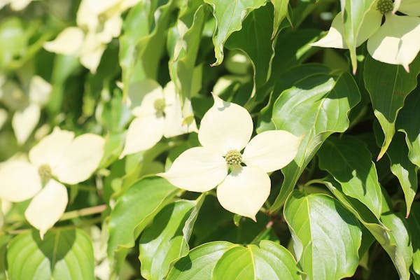 白い花を咲かせるヤマボウシ