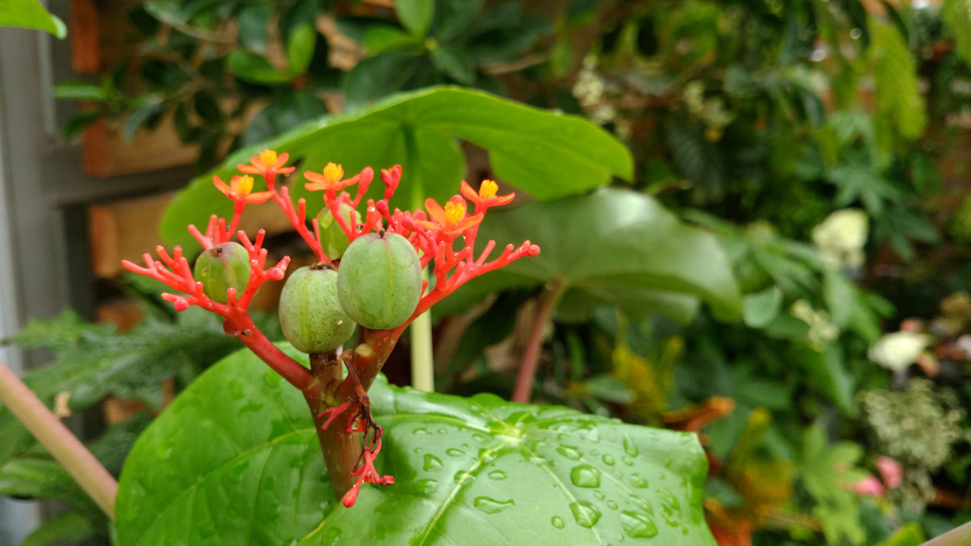 サンゴミズキってなに？植物の特徴や正しい育て方まで紹介