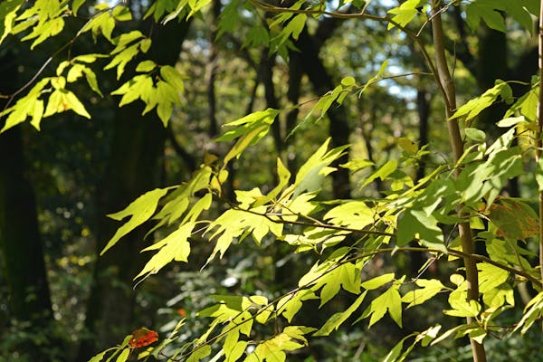 シロモジとは 似ている植物との違いや育てるときのポイントを解説 ミツモア シロモジとは 似ている植物との違いや育てるときのポイントを解説 ミツモア