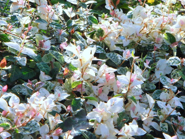 テイカカズラは四季折々の姿が印象的なつる性植物 特徴や花言葉 育て方を解説 ミツモア テイカカズラは四季折々の姿が印象的なつる性植物 特徴や花言葉 育て方を解説 ミツモア