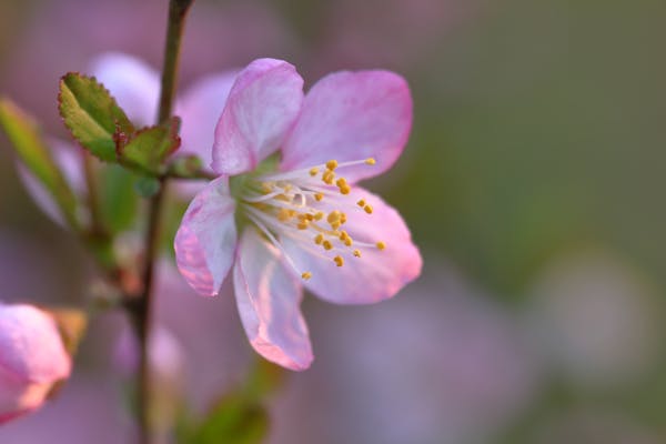 ニワウメの特徴と育て方 花や果実を楽しむための手入れ方法を解説 ミツモア ニワウメの特徴と育て方 花や果実を楽しむための手入れ方法を解説 ミツモア