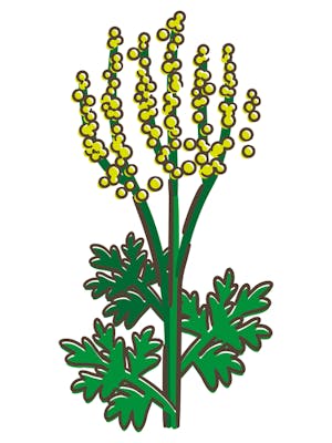 ブタクサ花粉症の症状や対策を紹介 花粉が飛散する時期に注目 ミツモア ブタクサ花粉症の症状や対策を紹介 花粉が飛散する時期に注目 ミツモア