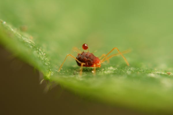 紫陽花 あじさい がかかりやすい病気は 主な症状とおすすめ薬剤 ミツモア 紫陽花 あじさい がかかりやすい病気は 主な症状とおすすめ薬剤 ミツモア
