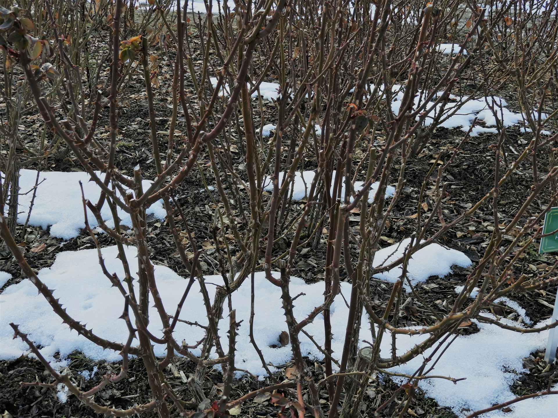 徒長枝はどう剪定する 発生の原因や樹木別に剪定のコツを解説 徒長枝はどう剪定する 発生の原因や樹木別に剪定のコツを解説