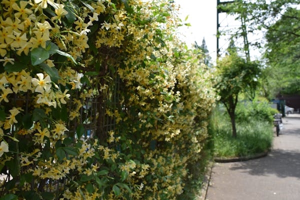 テイカカズラは四季折々の姿が印象的なつる性植物 特徴や花言葉 育て方を解説 ミツモア テイカカズラは四季折々の姿が印象的なつる性植物 特徴や花言葉 育て方を解説 ミツモア