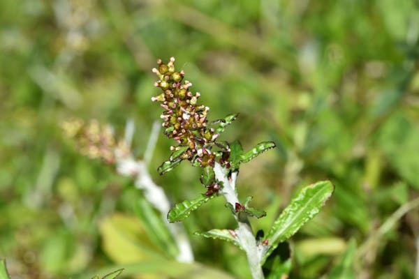 芝生の敵 チチコグサをもっと知る 評判の良い除草剤はどれ ミツモア 芝生の敵 チチコグサをもっと知る 評判の良い除草剤はどれ ミツモア