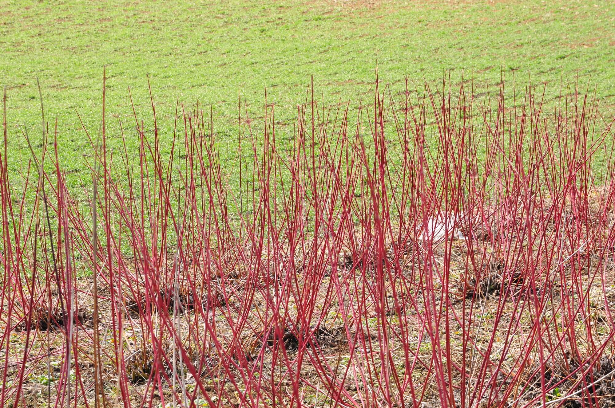 サンゴミズキってなに？植物の特徴や正しい育て方まで紹介