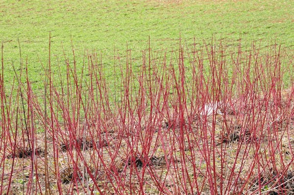 サンゴミズキってなに 植物の特徴や正しい育て方まで紹介 ミツモア サンゴミズキってなに 植物の特徴や正しい育て方まで紹介 ミツモア