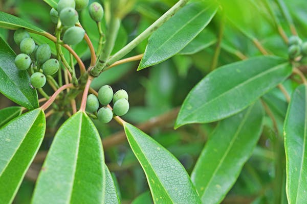ヒメユズリハの育て方 ユズリハとの違いや剪定時期 害虫対策を解説 ミツモア ヒメユズリハの育て方 ユズリハとの違いや剪定時期 害虫対策を解説 ミツモア
