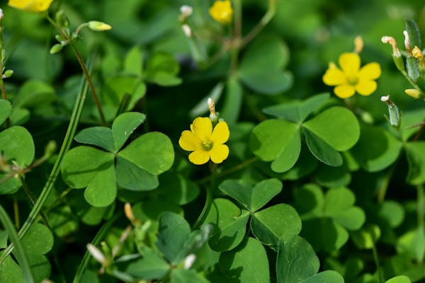 芝生に生えた雑草は放置ng 雑草の種類と除草方法まとめ ミツモア