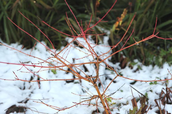 サンゴミズキってなに 植物の特徴や正しい育て方まで紹介 ミツモア サンゴミズキってなに 植物の特徴や正しい育て方まで紹介 ミツモア