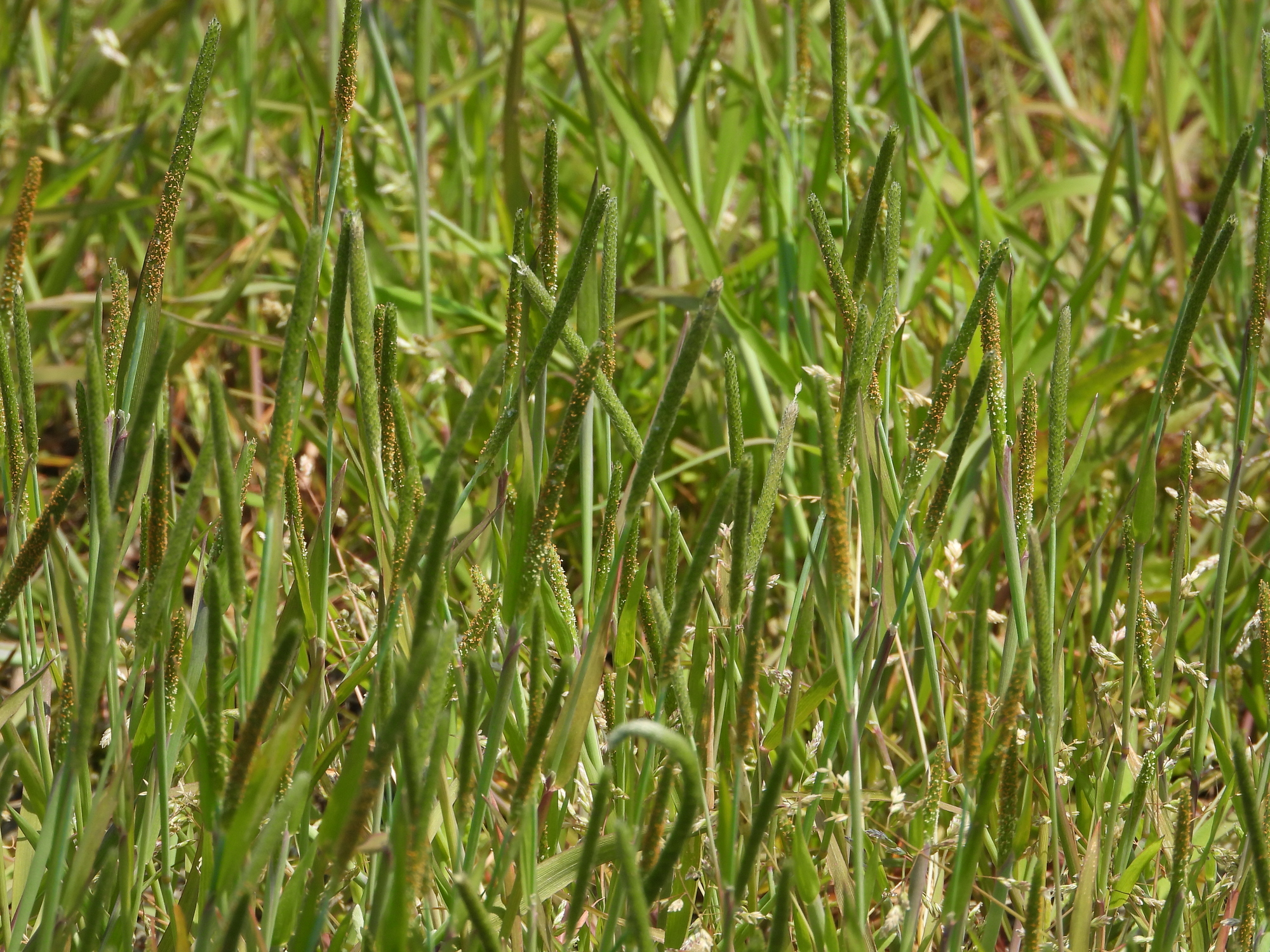 スズメノテッポウの駆除 雑草から水田を守る効果的な方法とは