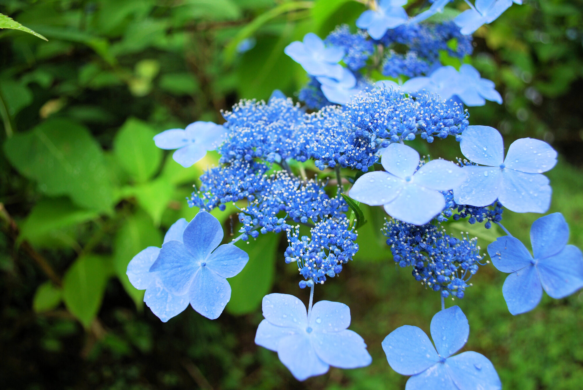 ガクアジサイ（抜き苗）紫陽花 アジサイ苗木 旧い