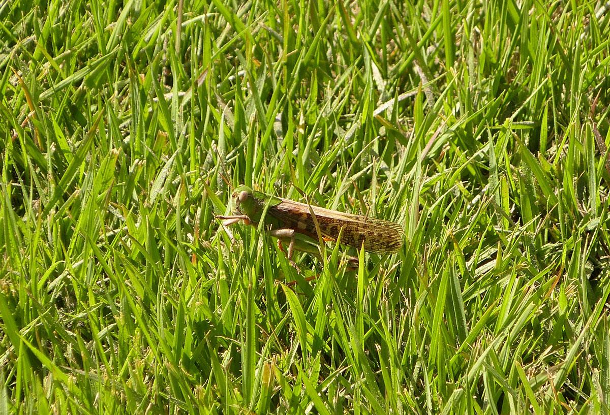 芝生がかかりやすい病気の種類とは 枯れる 変色するなど症状も解説 ミツモア