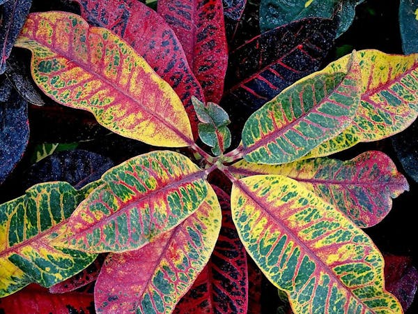 観葉植物クロトンを育てるには 種類や特徴 育てる注意点を解説 ミツモア 観葉植物クロトンを育てるには 種類や特徴 育てる注意点を解説 ミツモア