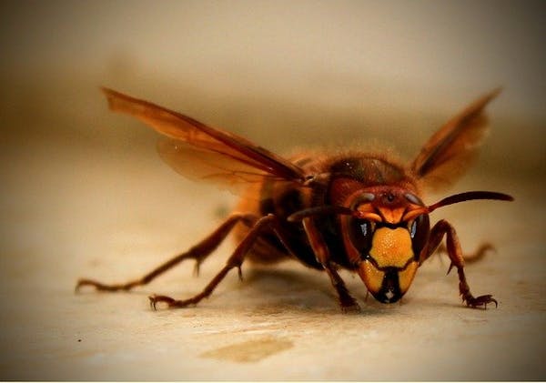 ゴキブリの天敵10種 ゴキブリを食べる生き物を紹介 ペットにするのはあり ミツモア ゴキブリの天敵10種 ゴキブリを食べる生き物を紹介 ペットにするのはあり ミツモア