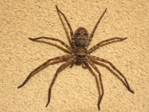 ゴキブリの天敵10種 ゴキブリを食べる生き物を紹介 ペットにするのはあり ミツモア ゴキブリの天敵10種 ゴキブリを食べる生き物を紹介 ペットにするのはあり ミツモア