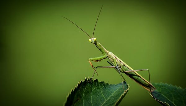ゴキブリの天敵10種 ゴキブリを食べる生き物を紹介 ペットにするのはあり ミツモア ゴキブリの天敵10種 ゴキブリを食べる生き物を紹介 ペットにするのはあり ミツモア