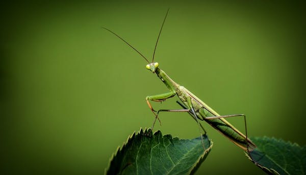 カマキリ