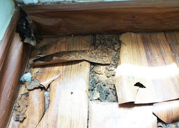 シロアリの種類や特徴を解説 建物への被害を防ぐ方法は ミツモア シロアリの種類や特徴を解説 建物への被害を防ぐ方法は ミツモア