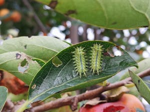 チャドクガは卵のうちに除去しよう 毒針毛の危険性と駆除方法を解説 ミツモア チャドクガは卵のうちに除去しよう 毒針毛の危険性と駆除方法を解説 ミツモア