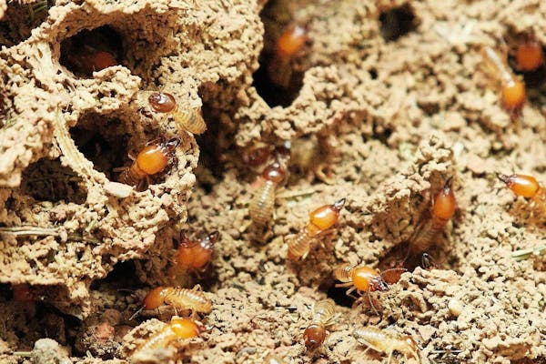 羽アリに似た虫の正体が明らかに 駆除方法や羽アリの種類も解説 ミツモア 羽アリに似た虫の正体が明らかに 駆除方法や羽アリの種類も解説 ミツモア
