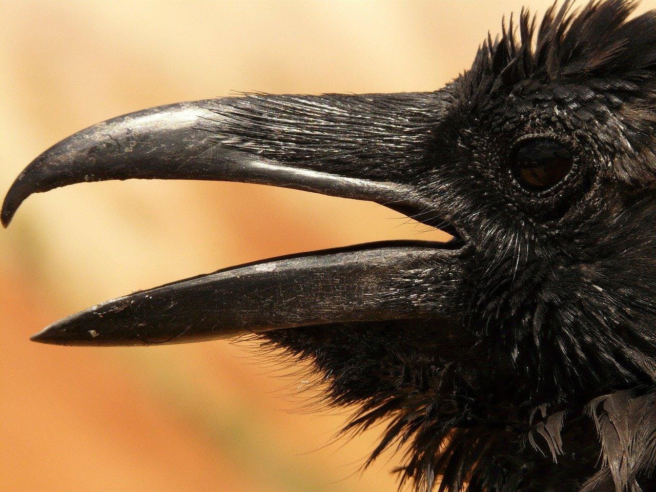 カラスはなぜ鳴く 鳴き声の意味や襲われないために ミツモア カラスはなぜ鳴く 鳴き声の意味や襲われないために ミツモア