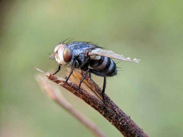 羽アリに似た虫