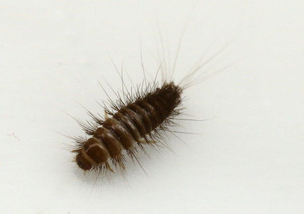 カツオブシムシの駆除方法 今後の発生を予防するポイントも解説 ミツモア カツオブシムシの駆除方法 今後の発生を予防するポイントも解説 ミツモア