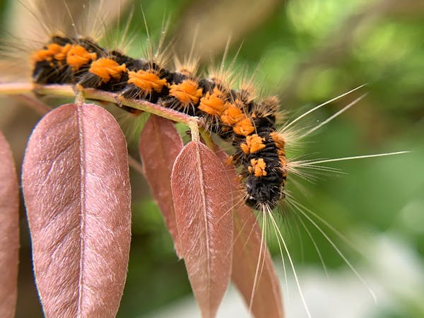 毛虫の駆除方法 自分でも簡単 安全に駆除する手順と注意点を解説 毒に注意 ミツモア 毛虫の駆除方法 自分でも簡単 安全に駆除する手順と注意点を解説 毒に注意 ミツモア