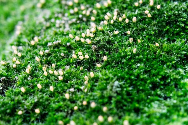 芝生のコケを撃退しよう 除去方法とコケを生やさないための予防方法 ミツモア 芝生のコケを撃退しよう 除去方法とコケを生やさないための予防方法 ミツモア