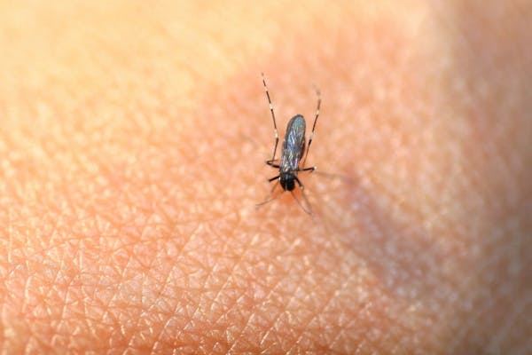 1匹も家に入れない害虫対策 家で虫を見たくない人におすすめの予防法 対処法を解説 ミツモア 1匹も家に入れない害虫対策 家で虫を見たくない人におすすめの予防法 対処法を解説 ミツモア