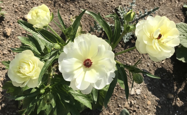 春を呼ぶラナンキュラスを鉢植えで育てよう 栽培環境とポイント ミツモア