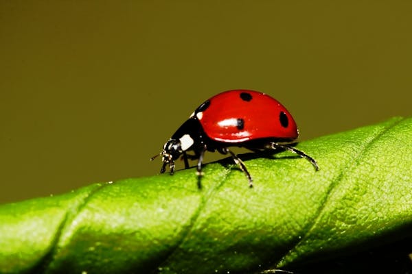 植物に付く害虫の種類 農家 ガーデニングで要注意な虫の予防法 画像あり ミツモア 植物に付く害虫の種類 農家 ガーデニングで要注意な虫の予防法 画像あり ミツモア