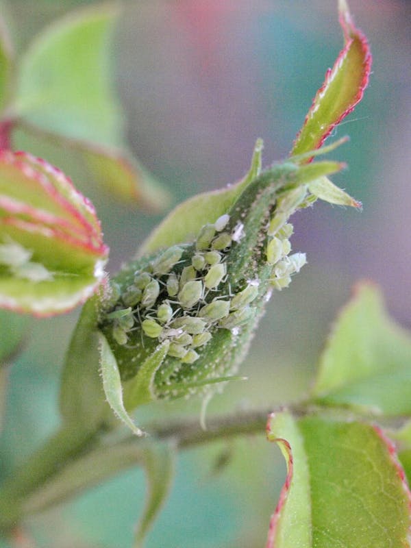 植物に付く害虫の種類 農家 ガーデニングで要注意な虫の予防法 画像あり ミツモア 植物に付く害虫の種類 農家 ガーデニングで要注意な虫の予防法 画像あり ミツモア