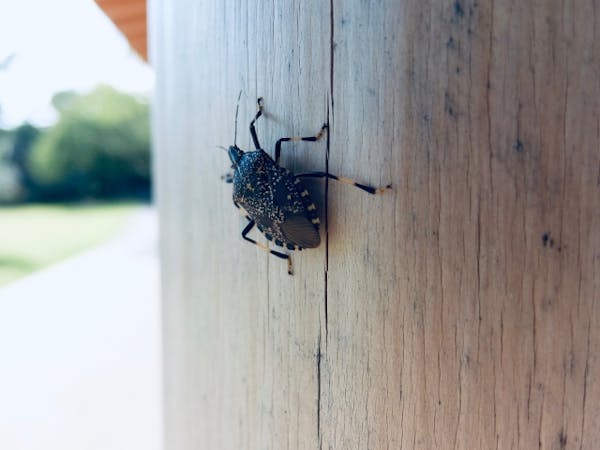 1匹も家に入れない害虫対策 家で虫を見たくない人におすすめの予防法 対処法を解説 ミツモア