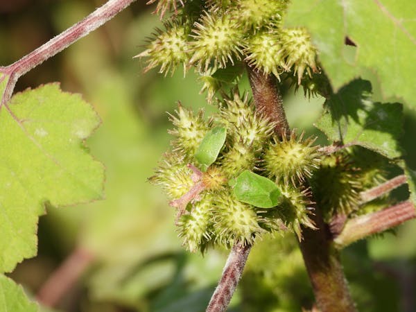 植物に付く害虫の種類 農家 ガーデニングで要注意な虫の予防法 画像あり ミツモア 植物に付く害虫の種類 農家 ガーデニングで要注意な虫の予防法 画像あり ミツモア
