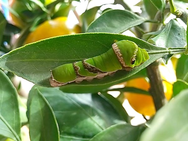 植物に付く害虫の種類 農家 ガーデニングで要注意な虫の予防法 画像あり ミツモア