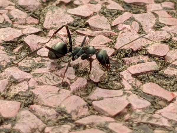 1匹も家に入れない害虫対策 家で虫を見たくない人におすすめの予防法 対処法を解説 ミツモア 1匹も家に入れない害虫対策 家で虫を見たくない人におすすめの予防法 対処法を解説 ミツモア