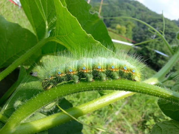 毛虫の種類一覧と見分け方 色の特徴や毒の有無を画像で見極めてから対処しよう ミツモア 毛虫の種類一覧と見分け方 色の特徴や毒の有無を画像で見極めてから対処しよう ミツモア