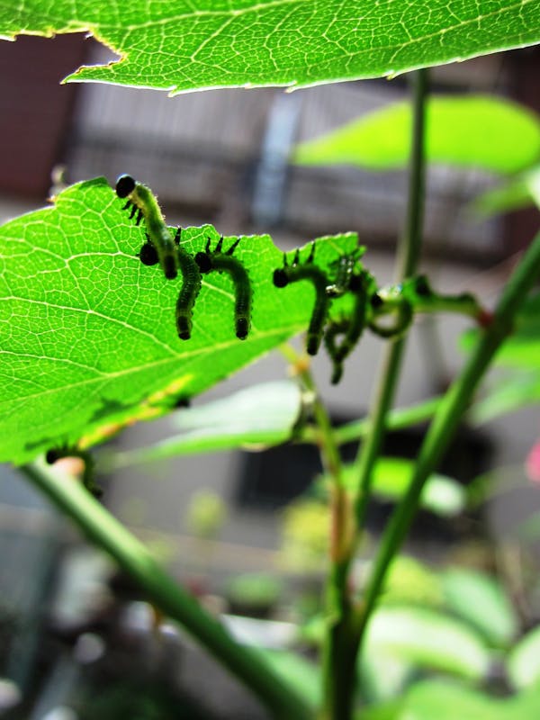 植物に付く害虫の種類 農家 ガーデニングで要注意な虫の予防法 画像あり ミツモア 植物に付く害虫の種類 農家 ガーデニングで要注意な虫の予防法 画像あり ミツモア
