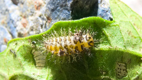 植物に付く害虫の種類 農家 ガーデニングで要注意な虫の予防法 画像あり ミツモア 植物に付く害虫の種類 農家 ガーデニングで要注意な虫の予防法 画像あり ミツモア