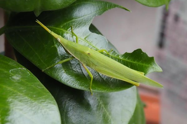 植物に付く害虫の種類 農家 ガーデニングで要注意な虫の予防法 画像あり ミツモア 植物に付く害虫の種類 農家 ガーデニングで要注意な虫の予防法 画像あり ミツモア