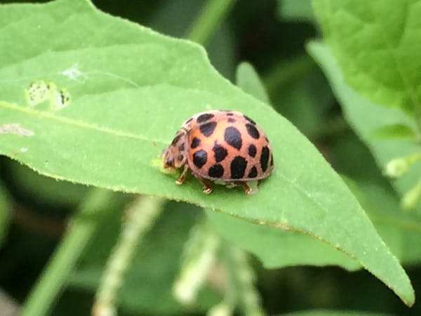 植物に付く害虫の種類 農家 ガーデニングで要注意な虫の予防法 画像あり ミツモア 植物に付く害虫の種類 農家 ガーデニングで要注意な虫の予防法 画像あり ミツモア